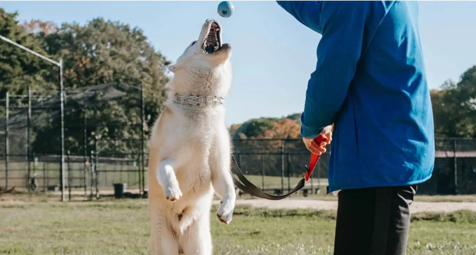 Bear Cave: On a mission to curate finest contemporary pet products.